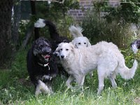 Puppys van Bliss040622-0012